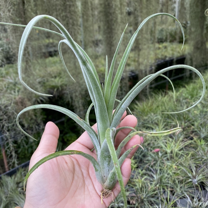 空氣鳳梨 花中花X電捲、花電 T. Curly Slim (intermedia X streptophylla) 雨林