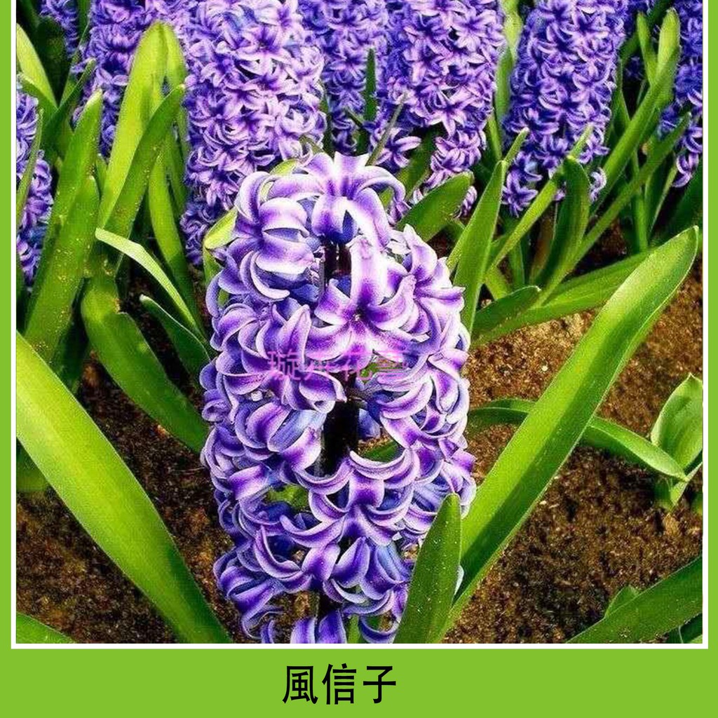 水仙花種子 拍賣與ptt推薦商品 21年3月 飛比價格