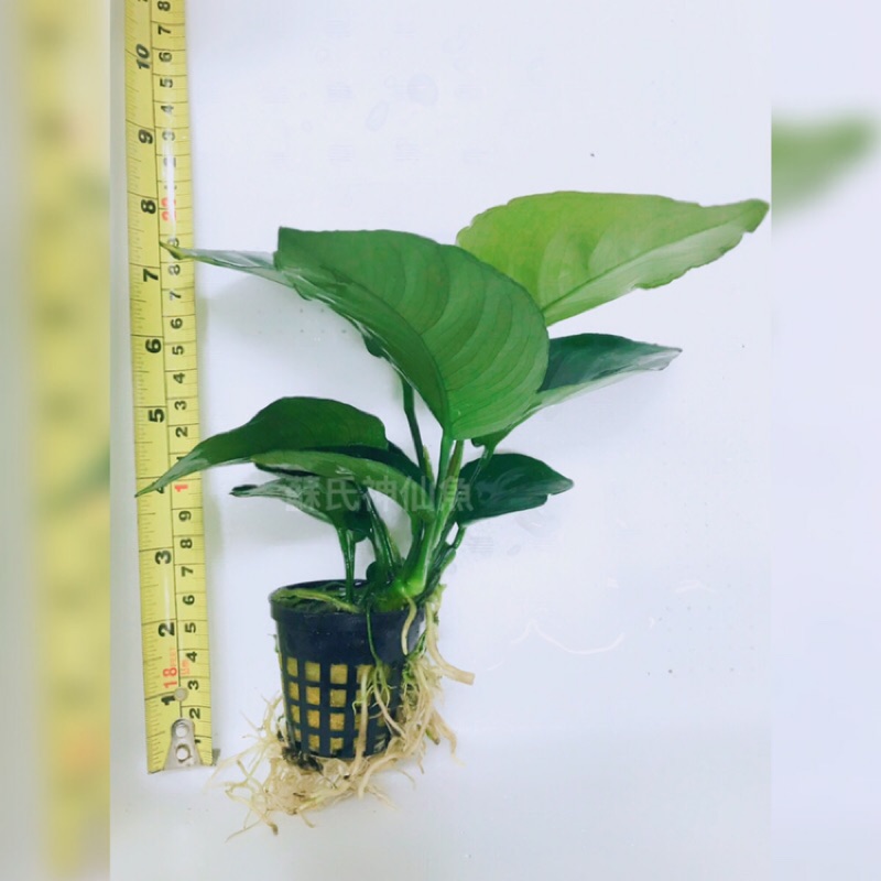 S水族 中榕 水草 陰性水草 前景 中景 後景 懶人草 水草造景 水族 新手水草 不用co2 蝦皮購物