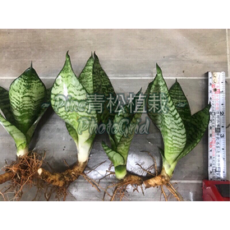 虎尾蘭虎尾蘭（綠邊矮開花型品種），5-20公分以上均有，採防水套及報紙包覆植株裸根寄送