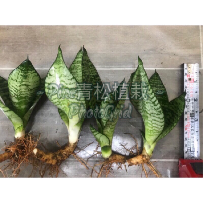 虎尾蘭虎尾蘭 綠邊矮開花型品種 5 公分以上均有 採防水套及報紙包覆植株裸根寄送 蝦皮購物