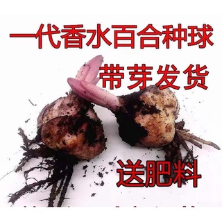 百合花種子的價格推薦 21年8月 比價撿便宜