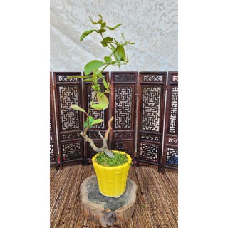 雅舍盆栽 雲龍長壽梅 蝦皮購物