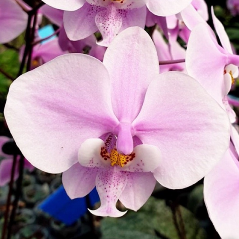 精選植株 Phal. schilleriana × sib 菲律賓產欣蕾莉 1.7吋 花香 蝴蝶蘭 蘭花