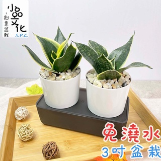 【小品文化】金邊虎尾蘭 虎紋金邊虎尾蘭【現貨】3吋雙子免澆水盆栽 懶人盆栽 觀葉植物 室內植物 創意花盆 居家辦公盆花