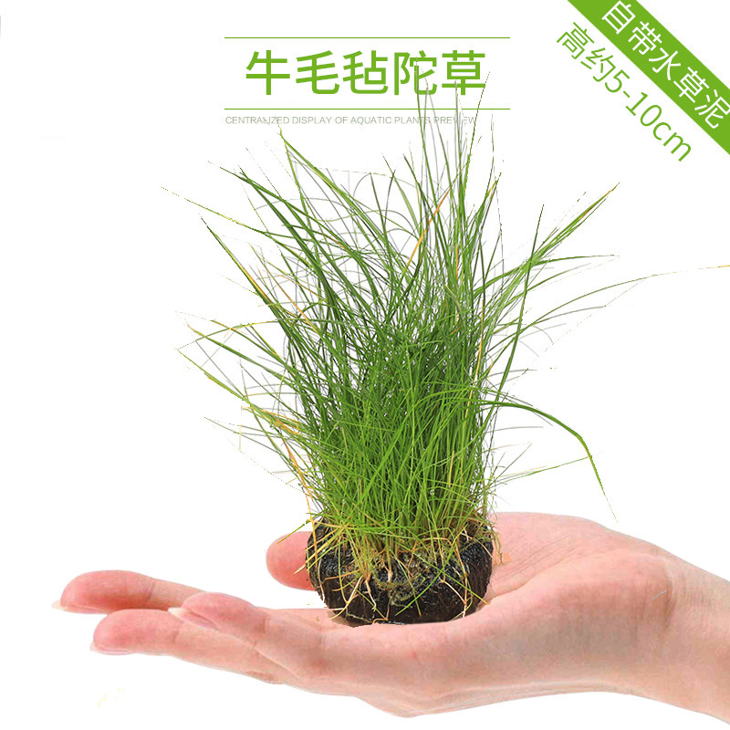 魚缸造景 魚缸造景套餐陰性水榕沉木活體真水草淡水無土植物增氧趴地矮珍珠 蝦皮購物