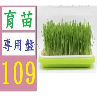【臺灣現貨不用等】育苗盤 芽菜盤 芽苗菜種 豆芽菜種植盤 菜苗盤 貓草種植盤 豆芽盤 綠豆種植盤