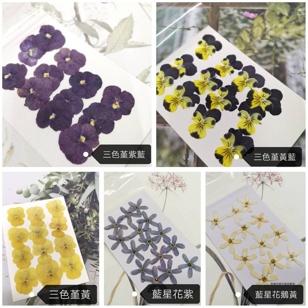 馨苑押花 押花材料 押花花材 三色堇藍星花水晶花玫瑰葉細葉尤加利黃水滴葉大愛莉加黑種草波斯菊金盞花