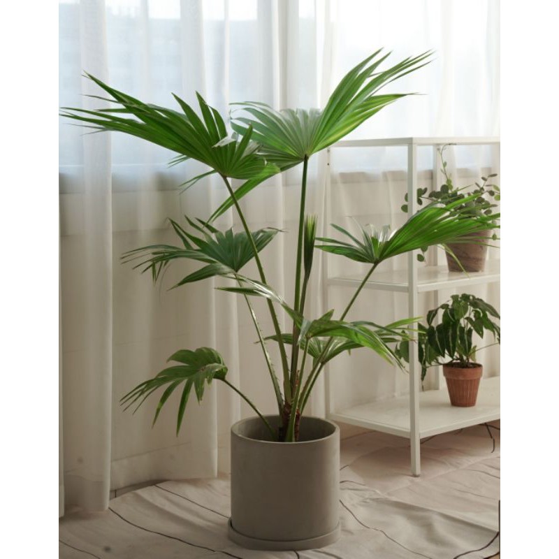 吉園淯 台南農場 室外室內中大型植物 白水木蒲葵千年木圓扇淨化空氣 蝦皮購物
