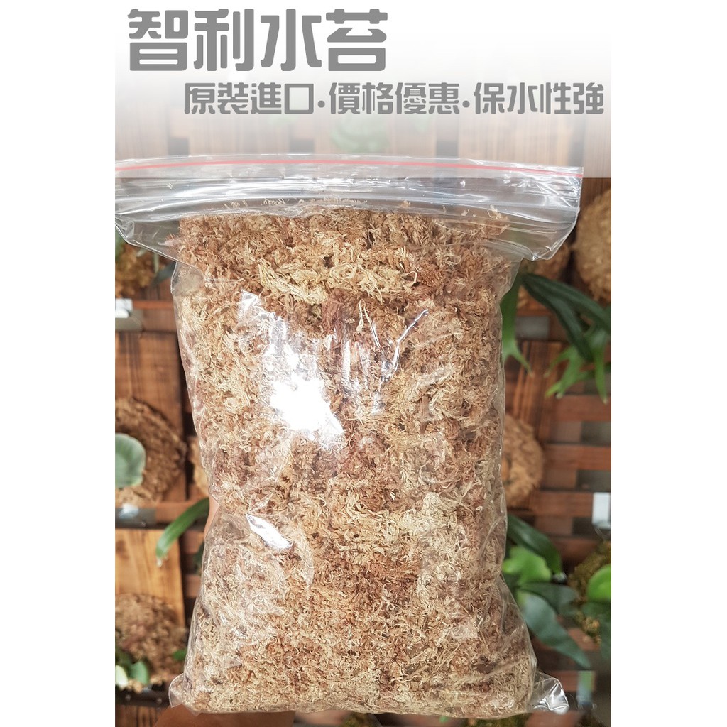智利水苔 100g 500g 挑出大雜質包裝 鹿角蕨蘭花蕨類水苔上板介質資材 蝦皮購物