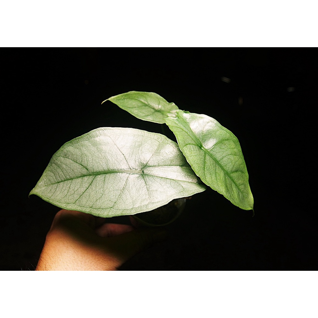 《柯比植物》 觀葉植物 雨林植物 Alocasia heterophylla 'Silver' 銀葉觀音蓮