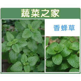 蔬菜之家滿額免運【00K04】大包裝.香蜂草種子 6克(約6500顆)(香草種子)