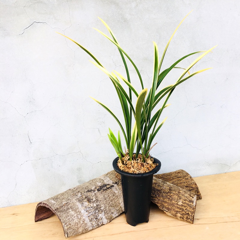 七分田迎春國蘭四季蘭 錦旗 蝦皮購物