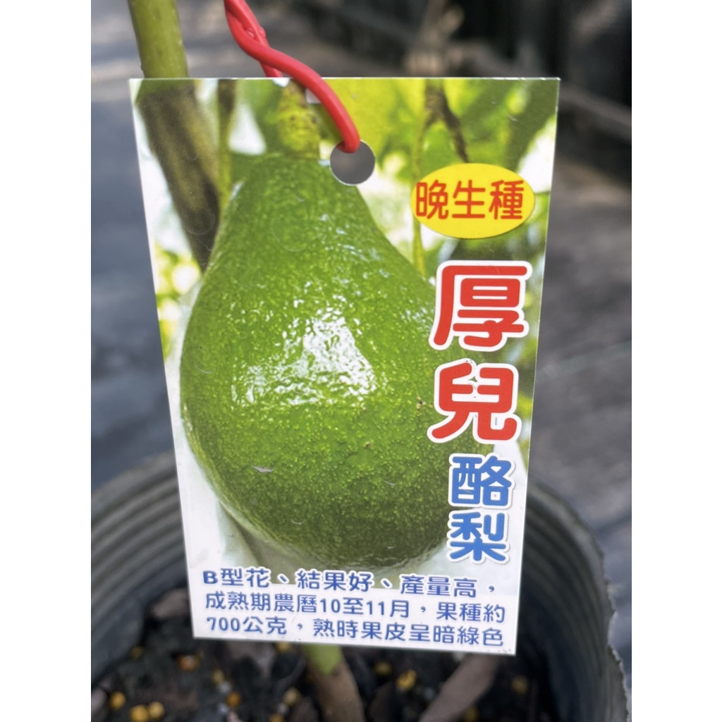 華順農園 晚生厚兒酪梨接苗水果苗 蝦皮購物