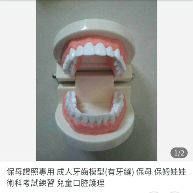 保母證照專用 成人牙齒模型(有牙縫) 保母 保姆娃娃術科考試練習 兒童口腔護理