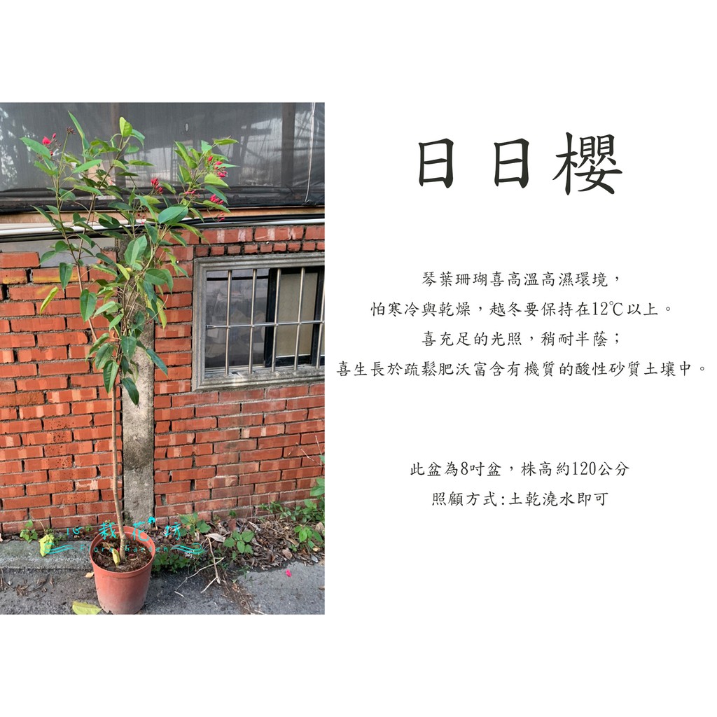 蝦皮購物 花得更少買得更好