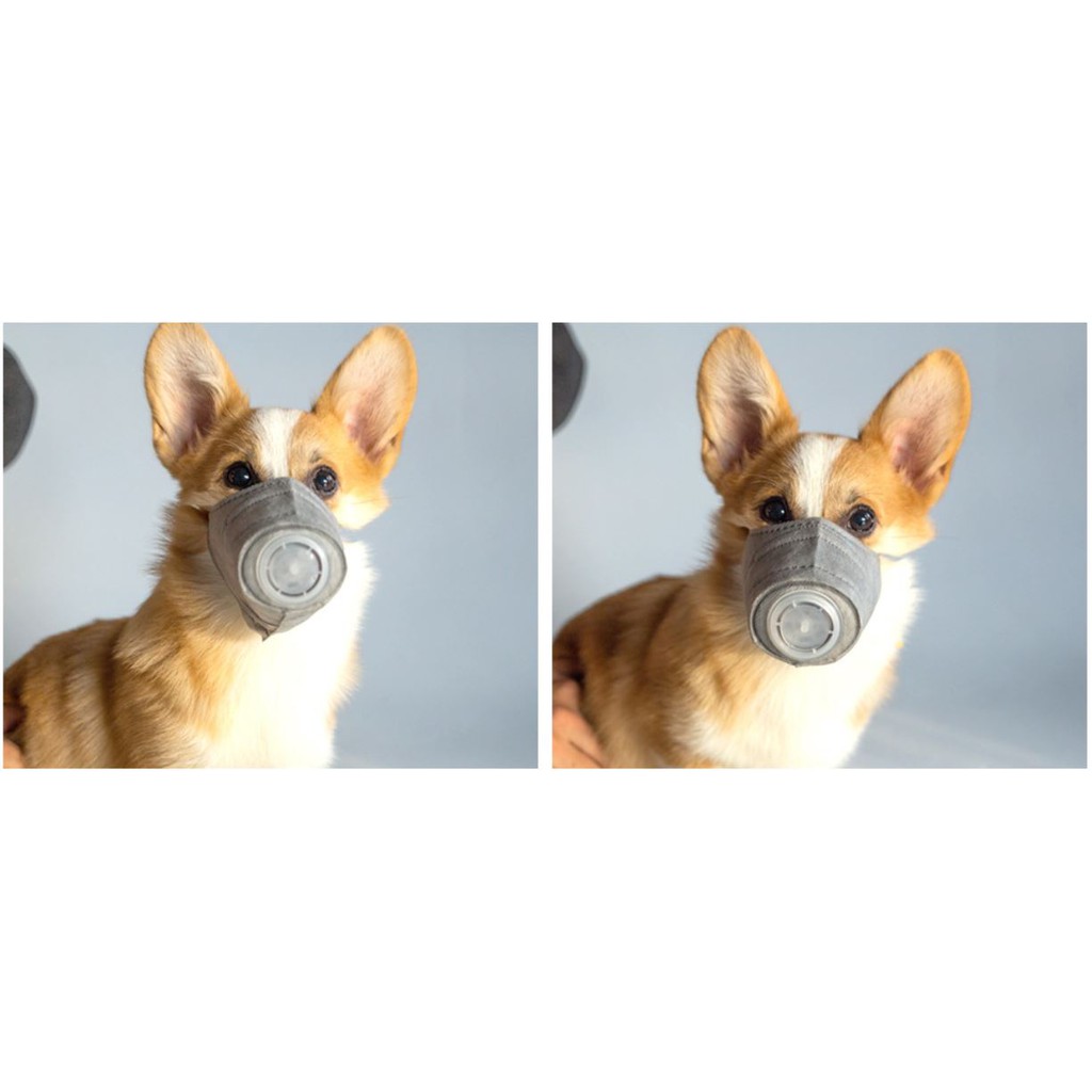 防雾霾寵物口罩防pm2 5狗狗口罩一盒三個 Cc 024 蝦皮購物