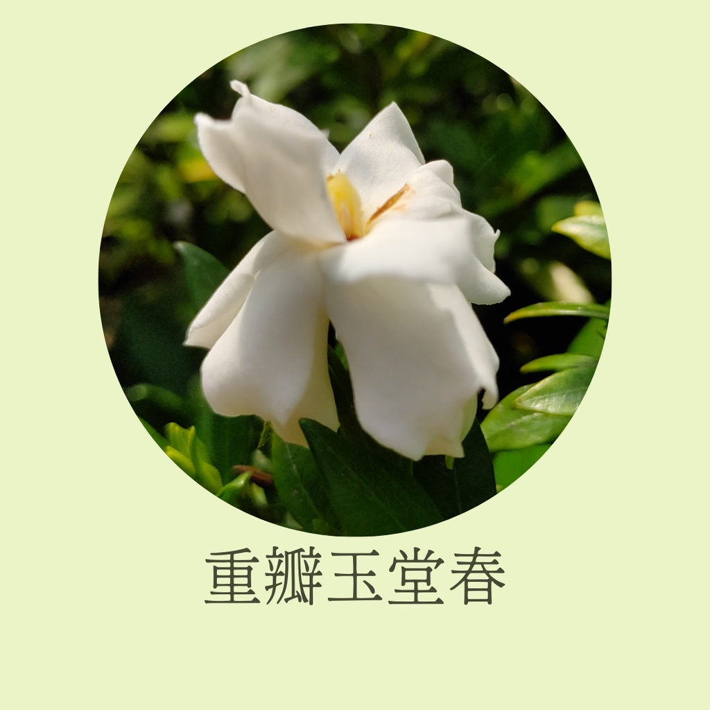 [碧路蘭旅]重瓣玉堂春 梔子花  細葉 3吋盆 芳香 果香 香花 綠化植物 盆栽 園藝(不含花)