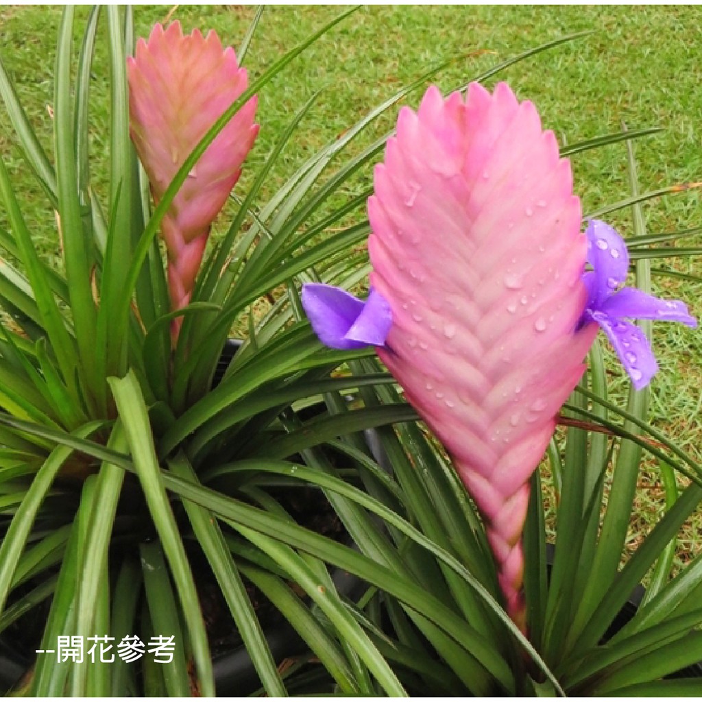 Carmo球拍 紫花鳳梨空氣鳳梨 單入 Kf111 蝦皮購物