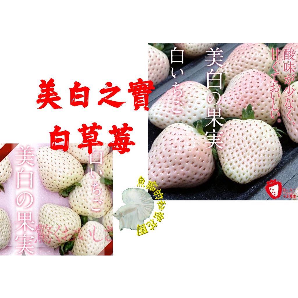 尚未開花結果 [ 日本品種 美白之實草莓盆栽 ] 5-6寸盆 新品種草莓苗～季節限定~ 先確認有沒有貨再下標!