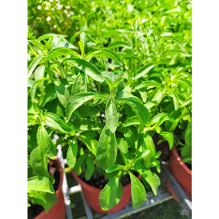 芙菈朵森林 園藝館甜菊天然代糖5吋盆香草植物樹苗花苗水果苗 蝦皮購物