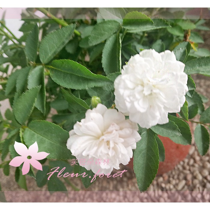 芙菈朵森林 園藝館天使薔薇5吋盆食用玫瑰香料植物果樹花苗 蝦皮購物