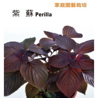 紫蘇種子 優惠推薦 21年9月 蝦皮購物台灣