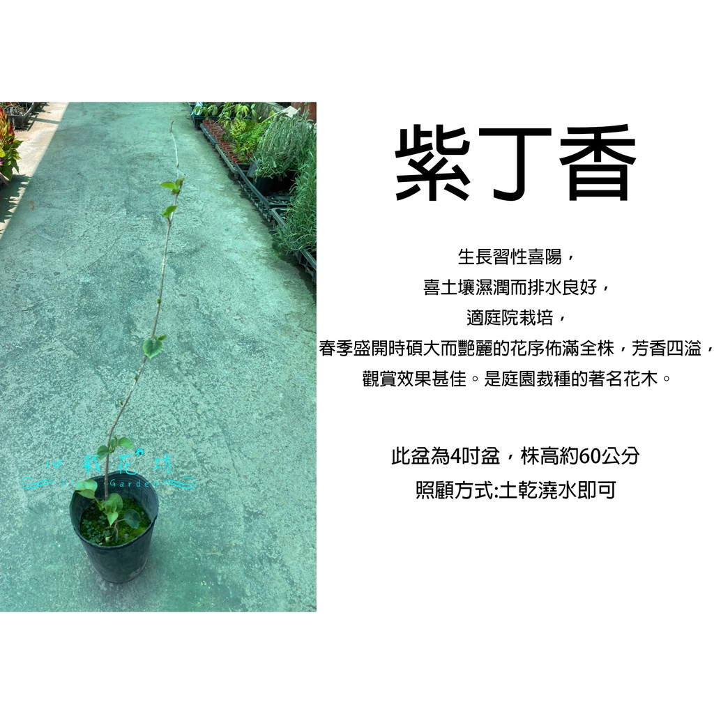 心栽花坊-紫丁香/4吋/綠化植物/綠籬植物/綠化環境/售價1600特價1300