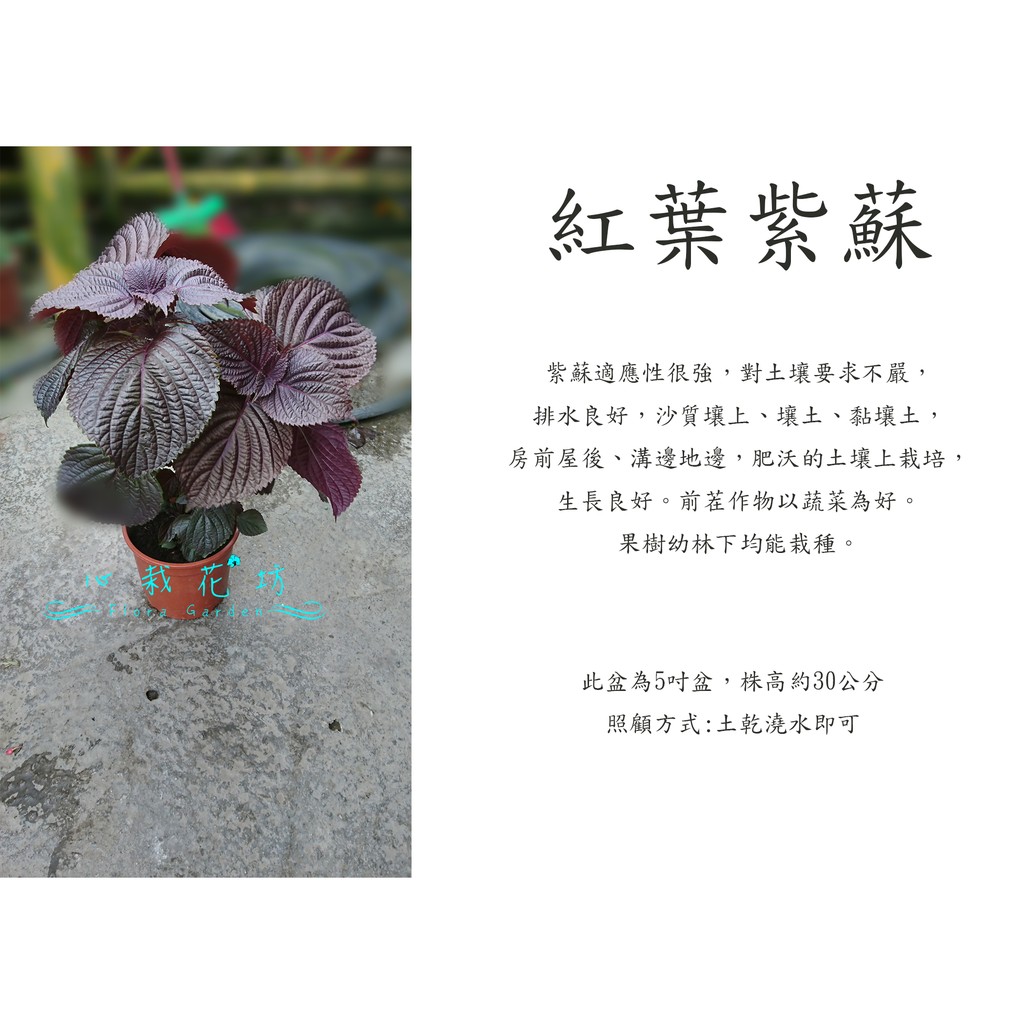 心栽花坊 紅葉紫蘇 5吋盆 香料香草植物 售價1特價100 蝦皮購物