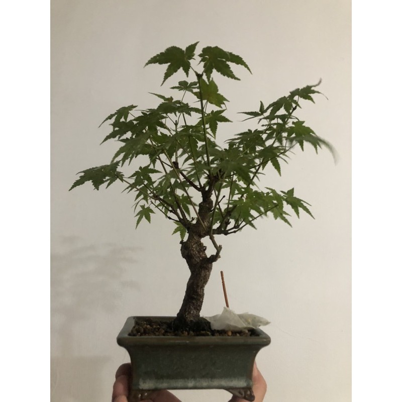 日本進口楓楓樹小品盆栽日本紅楓原株紅千鳥紅楓楓槭有老度 蝦皮購物