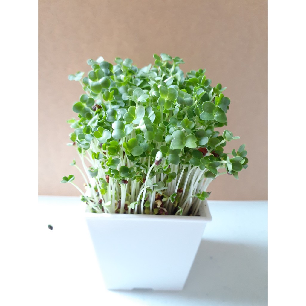 禎豐美 綠花椰菜青花菜芽菜種子600g 蝦皮購物
