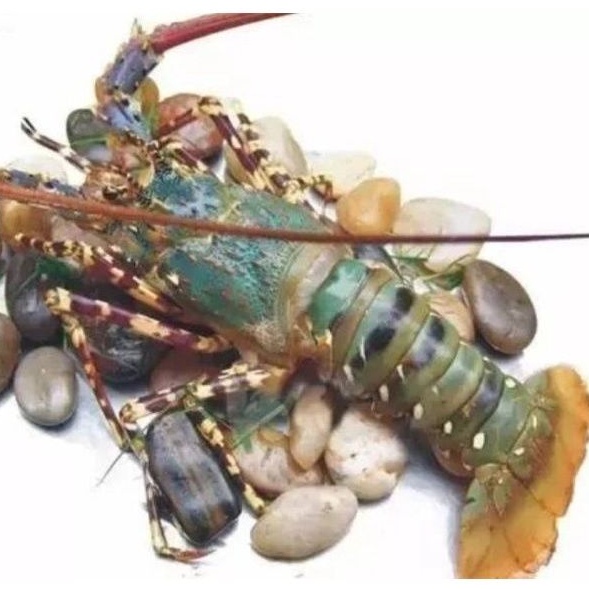 活體頂級青龍蝦 億品館水果 水產 蝦皮購物