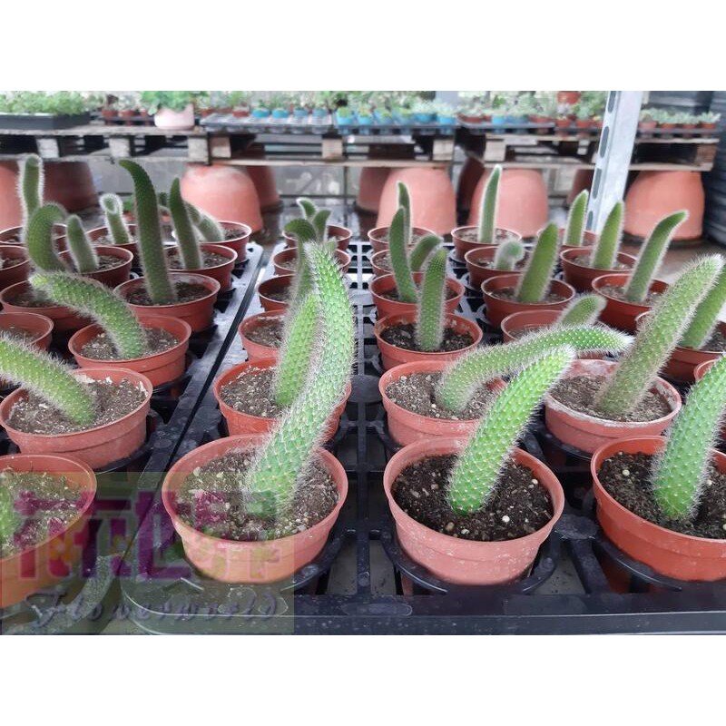 多肉植物尾巴 Ptt Dcard討論與高評價網拍商品 21年10月 飛比價格