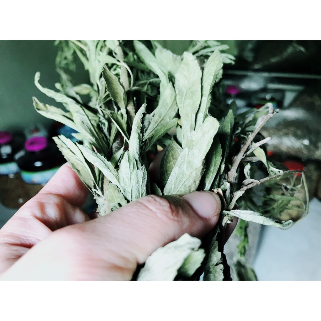 甜菊 (Stevia rebaudiana) 照顧，種植，繁殖，開花時間 - PictureThis