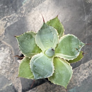 特價 多肉植物 七福神 蝦皮購物