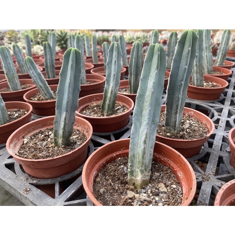 多肉好好買多肉植物龍神木 蝦皮購物