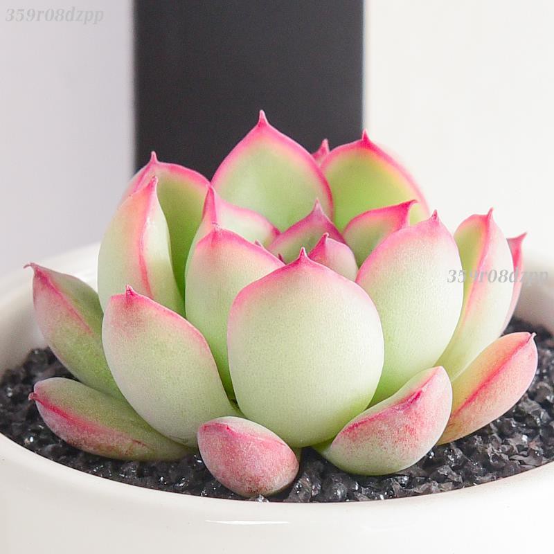 免運現貨花月夜植物批發室內植物組合盆栽嘟嘟陽臺小盆景 蝦皮購物