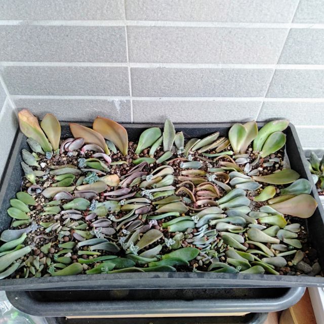 多肉植物多肉葉子30片葉敷包 部分單葉片 部分發根或有小芽 綜合優惠包50元 蝦皮購物