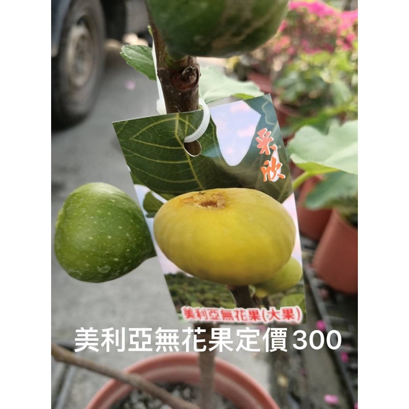 霏霏園藝    美利亞無花果8吋盆定價300