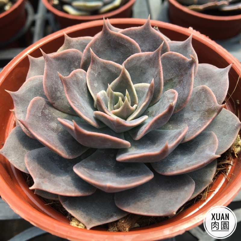 3吋盆 琳達珍 多肉植物 多肉 療癒小物 組盆 Xuan肉園 蝦皮購物