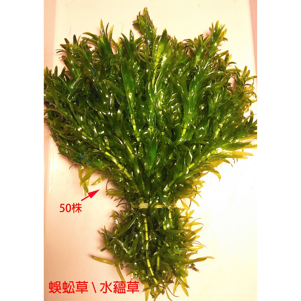 蜈蚣草 水蘊草水草 50株80元 蝦皮購物