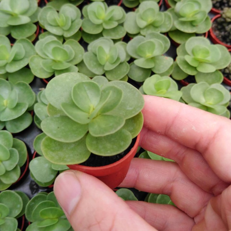 1吋迷你盆 圓葉古木 多肉植物 仙人掌 蝦皮購物
