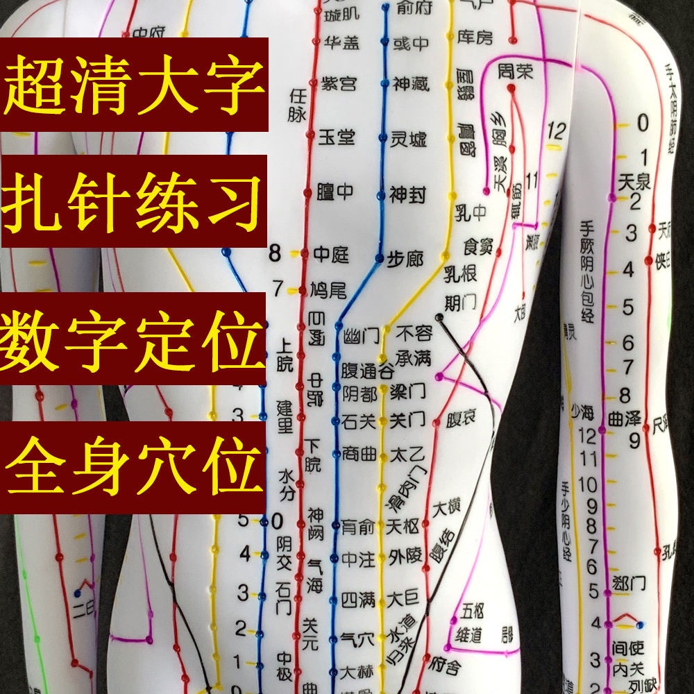 中醫針灸穴位圖人體模型的價格推薦 - 2021年9月| 比價比個夠BigGo