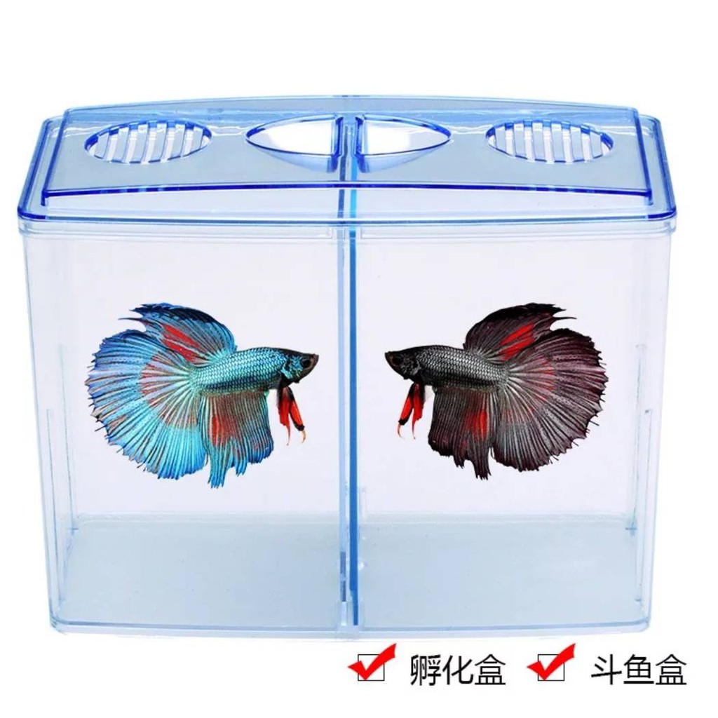 鬥魚盒多功能精巧鬥魚盒活動隔板 透明 藍色 飼育隔離繁殖小型魚 蝦皮購物