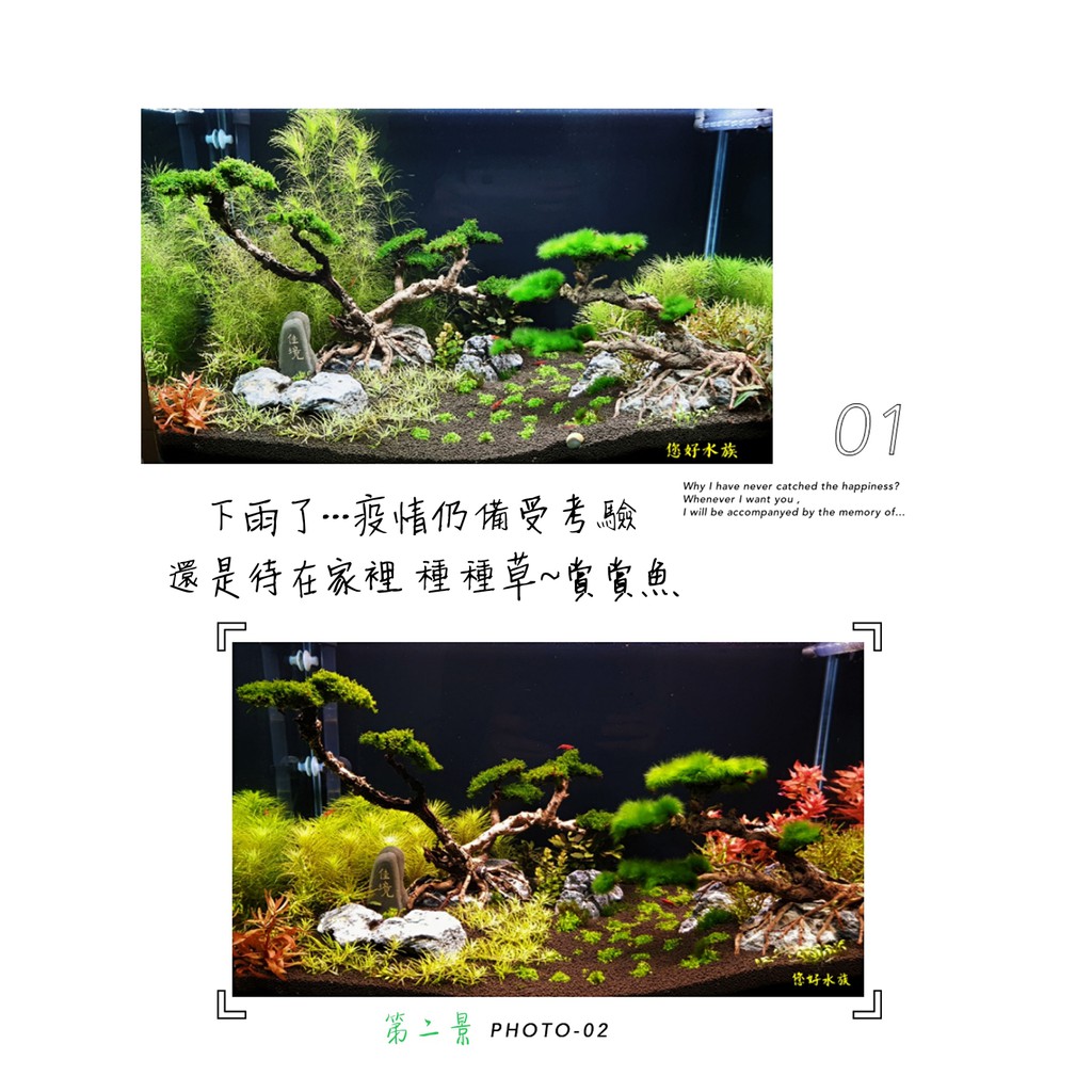 鐳力leilih去毒活菌酵素 水草根肥強效錠 水草鐵質強效錠 Co2水草成長錠 淨水 硝化菌粉 水草肥 鐵錠 您好水族 蝦皮購物