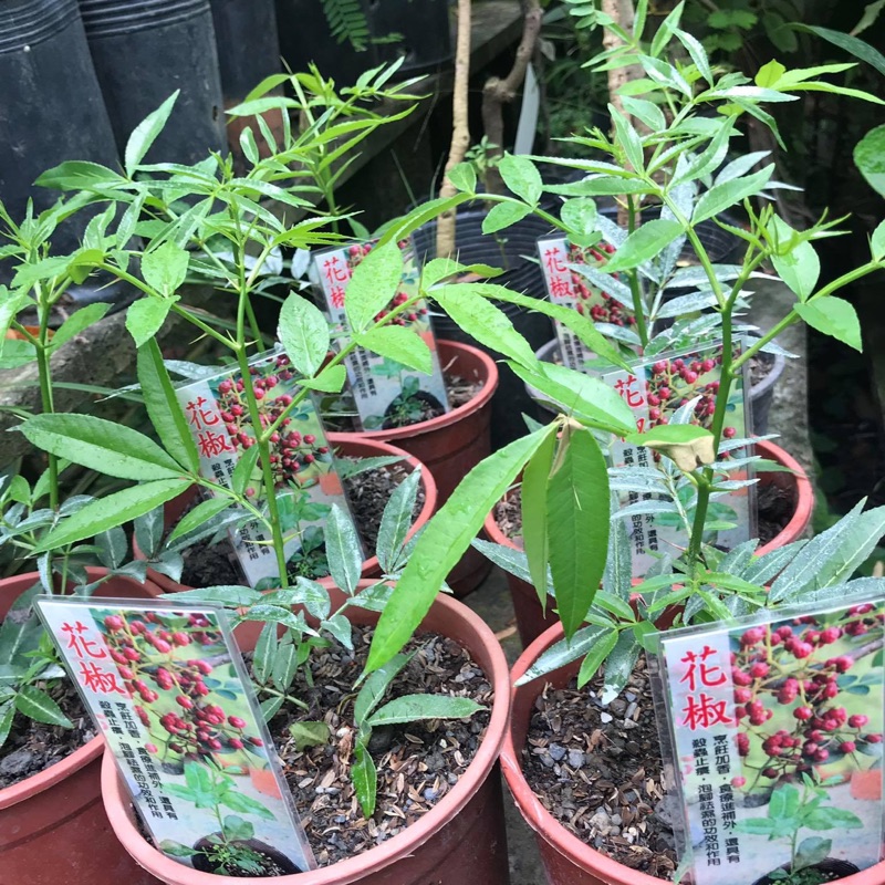 霏霏園藝 花椒高壓苗 種1 2年生 蝦皮購物