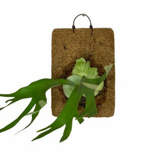 現貨~天然椰纖板（3款）通氣性佳 蘭科氣根類適用花園
