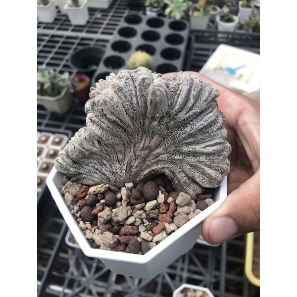 天生多肉鸞鳳玉綴化無根多肉植物 蝦皮購物