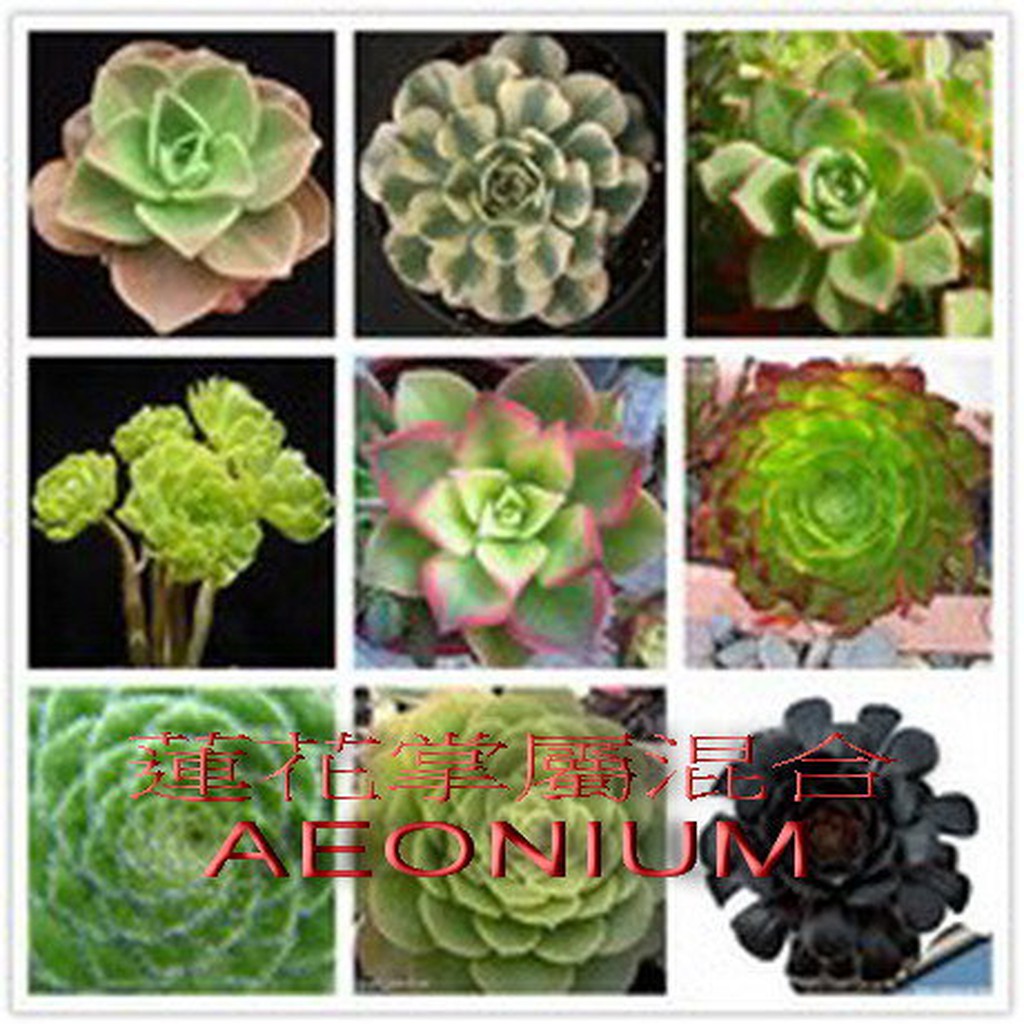 27 多肉植物種子蓮花掌屬混合種子aeonium 10粒 蝦皮購物