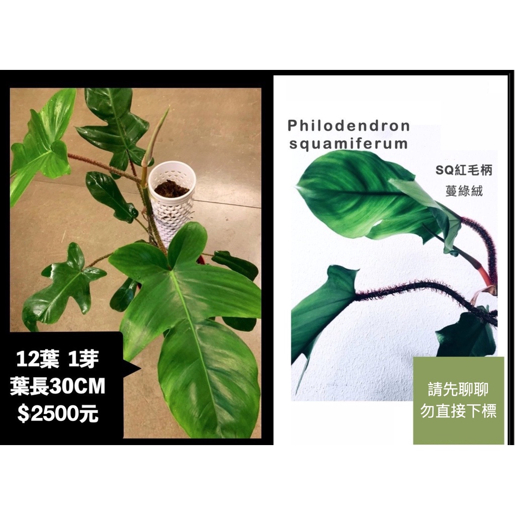 【鹿過植栽】 SQ紅毛柄蔓綠絨 philodendron squamiferum